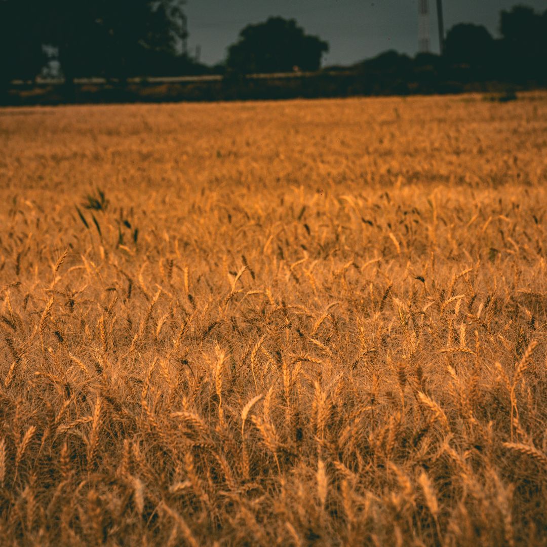 Photo présentant la certification CléA contextualisée pour le secteur agroalimentaire : reconnaissance des compétences, employabilité, adaptation aux normes qualité et sécurité alimentaire, et parcours de formation pour les salariés.